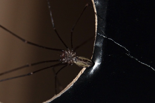 Pale Cellar Spider