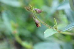 Crotalaria rzedowskii