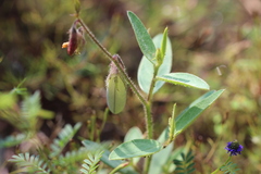 Crotalaria rzedowskii