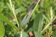 Crotalaria rzedowskii