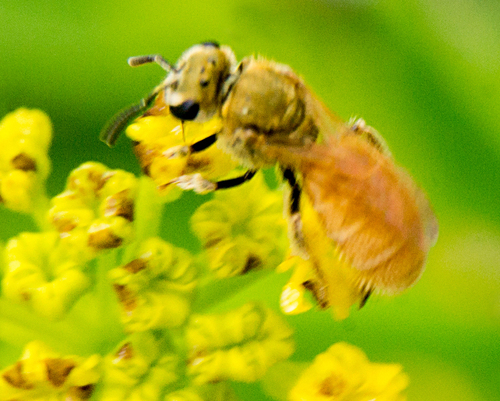 Viereck's Sweat Bee