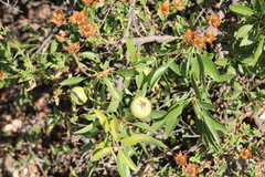Pyrus syriaca, photograph (c) yelena_antipova, some rights reserved (CC BY)