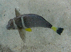 Acanthurus guttatus
