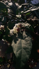 Clerodendrum laevifolium