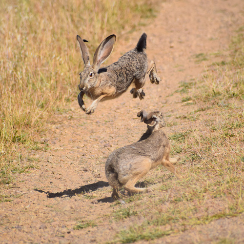 Black-tailed Jackrabbit (Lepus californicus), a species recorded in Nevada