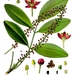 Yaguarandí - Photo Franz Eugen Köhler, Köhler's Medizinal-Pflanzen, sin restricciones conocidas de derechos (dominio publico)