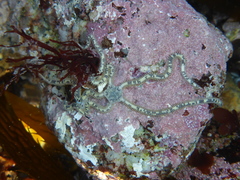 Amphiodia occidentalis