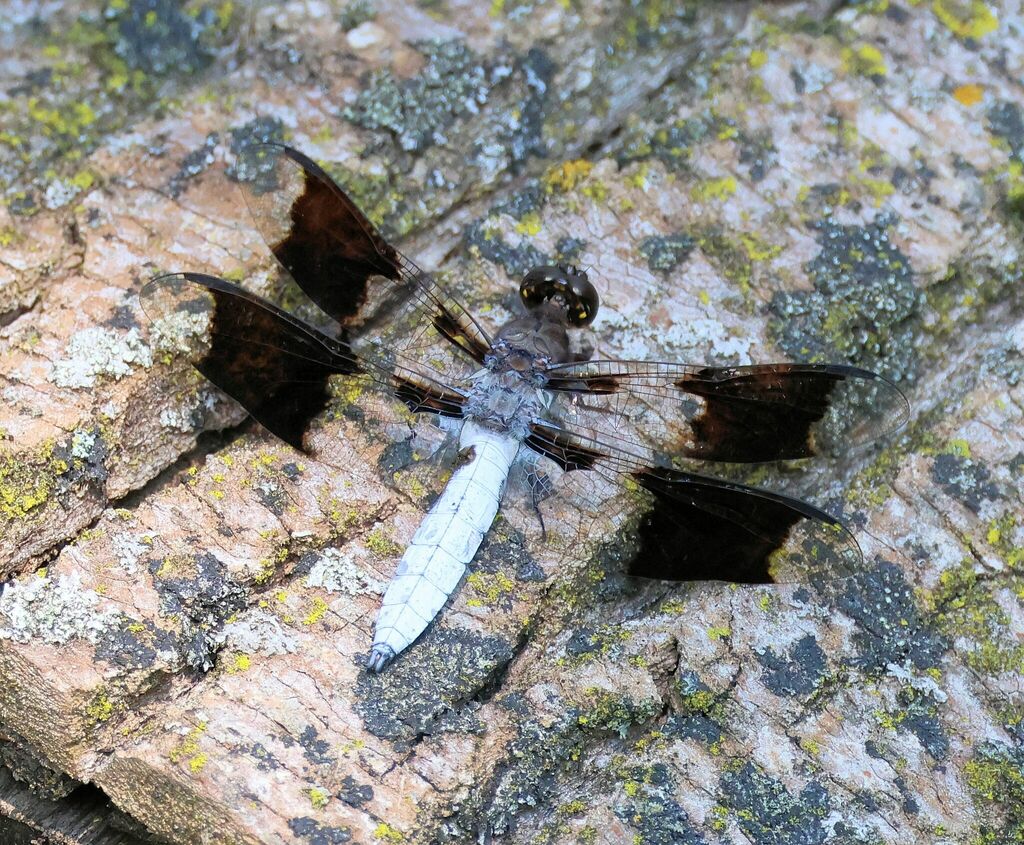 Common Whitetail from College of DuPage, Glen Ellyn, IL, USA on July 10 ...