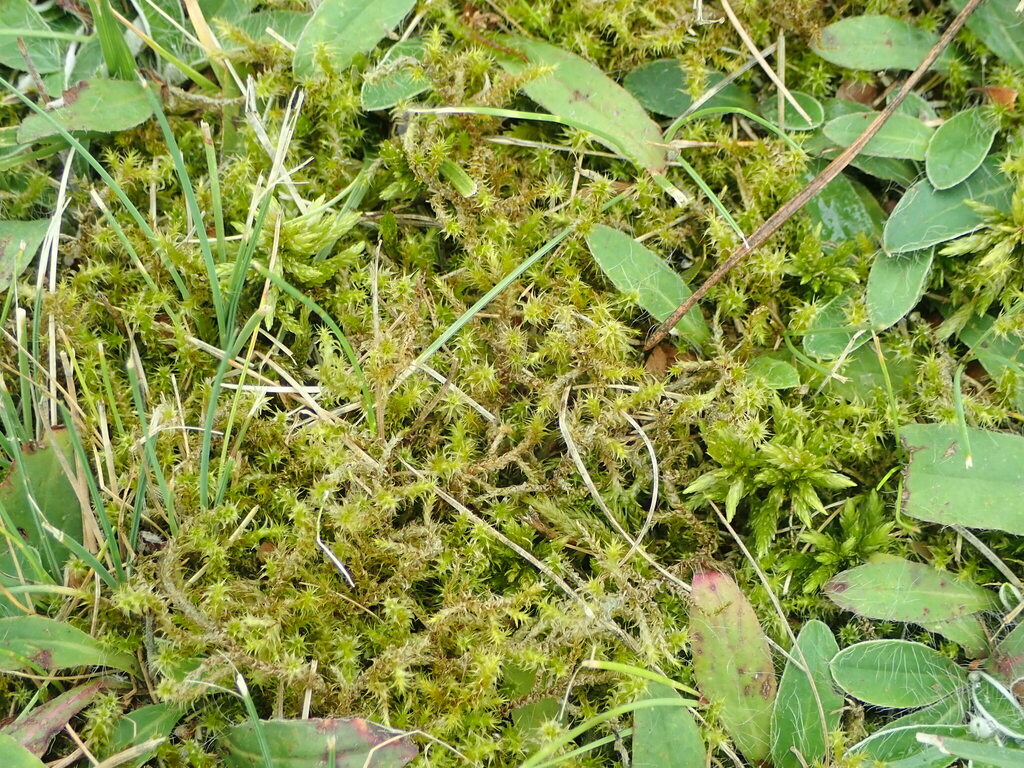 Square Gooseneck Moss From Lekėčiai, Šakiai District Municipality 