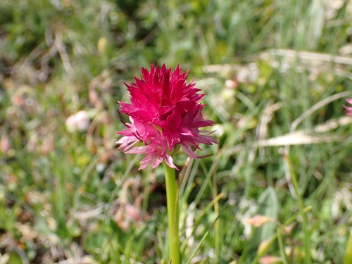 Image of Gymnadenia miniata by (c) Elias, some rights reserved (CC BY)