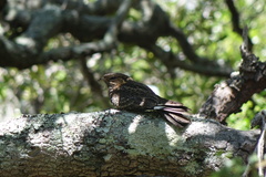 Caprimulgus madagascariensis
