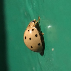 Harmonia sedecimnotata