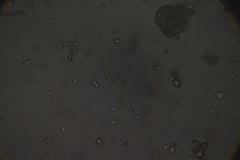 Bacillariophyceae
