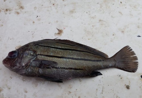 Searobin highhat (Pareques lanfeari) — Sciaenidae — 2