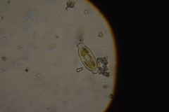 Bacillariophyceae