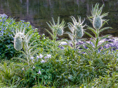 Cirsium funkiae