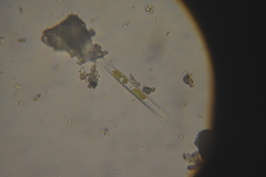 Bacillariophyceae