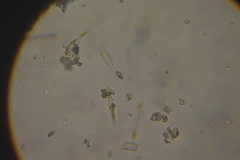 Bacillariophyceae