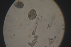 Bacillariophyceae