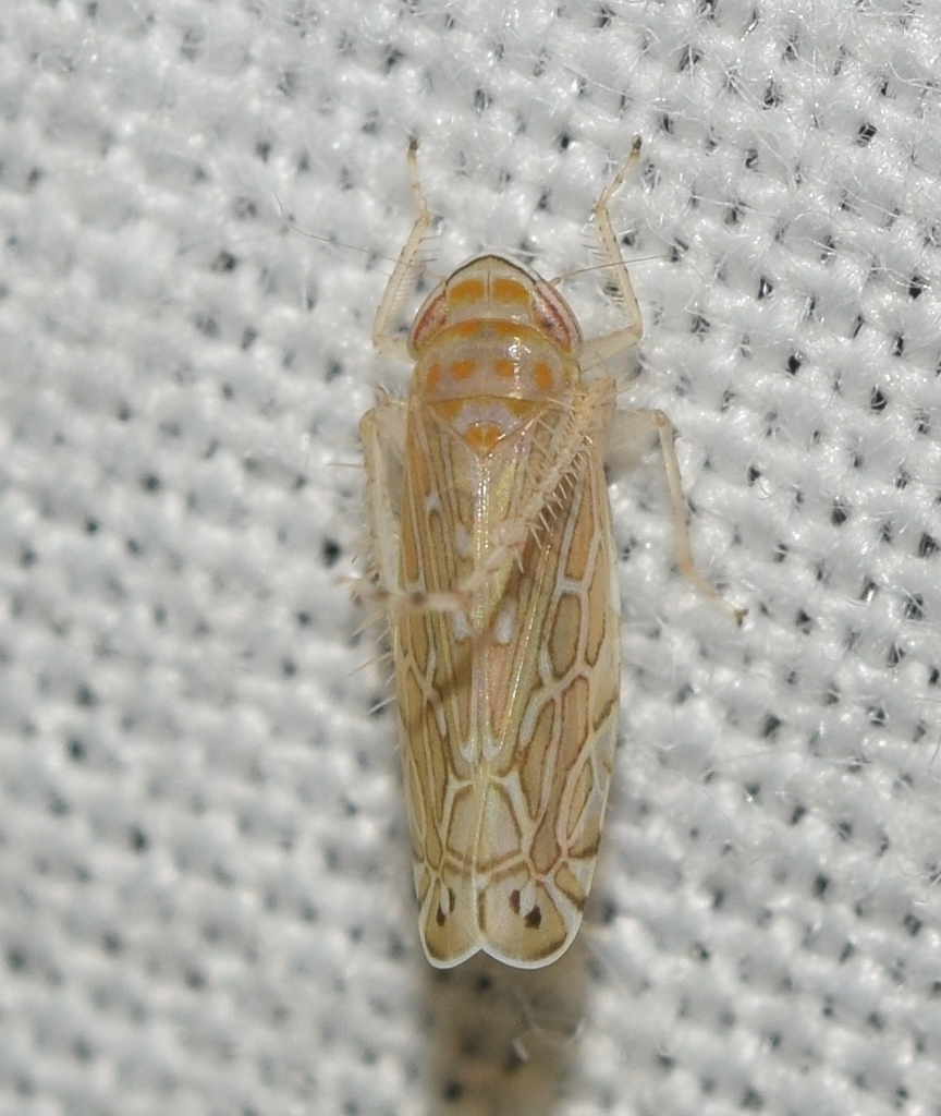 Paralimnus phragmitis