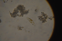 Cymbella
