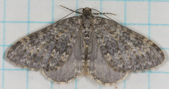 Entephria
