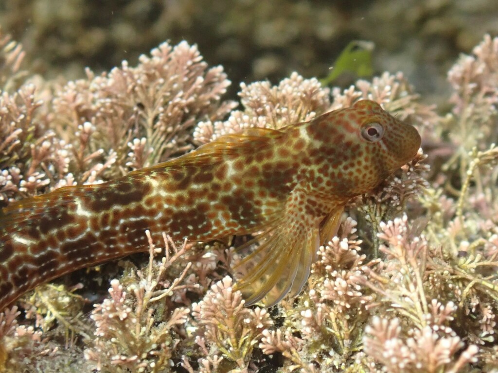 Caneva's blenny (Microlipophrys canevae) — Blenniidae