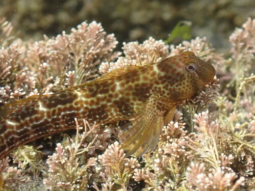 Caneva's blenny (Microlipophrys canevae) — Blenniidae