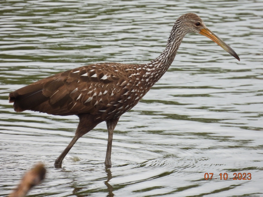 Limpkins