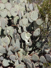 Opuntia azurea discolor