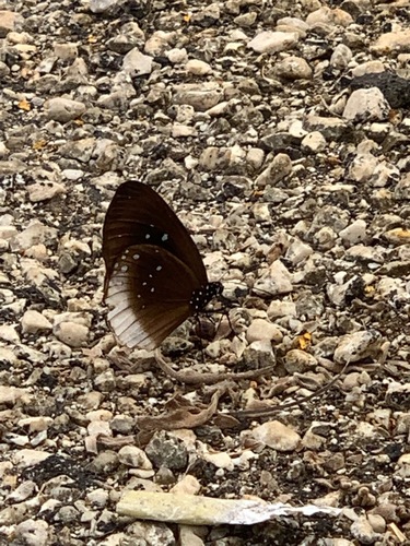 Euploea climena (Stoll, 1782)