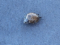Novisuccinea ovalis