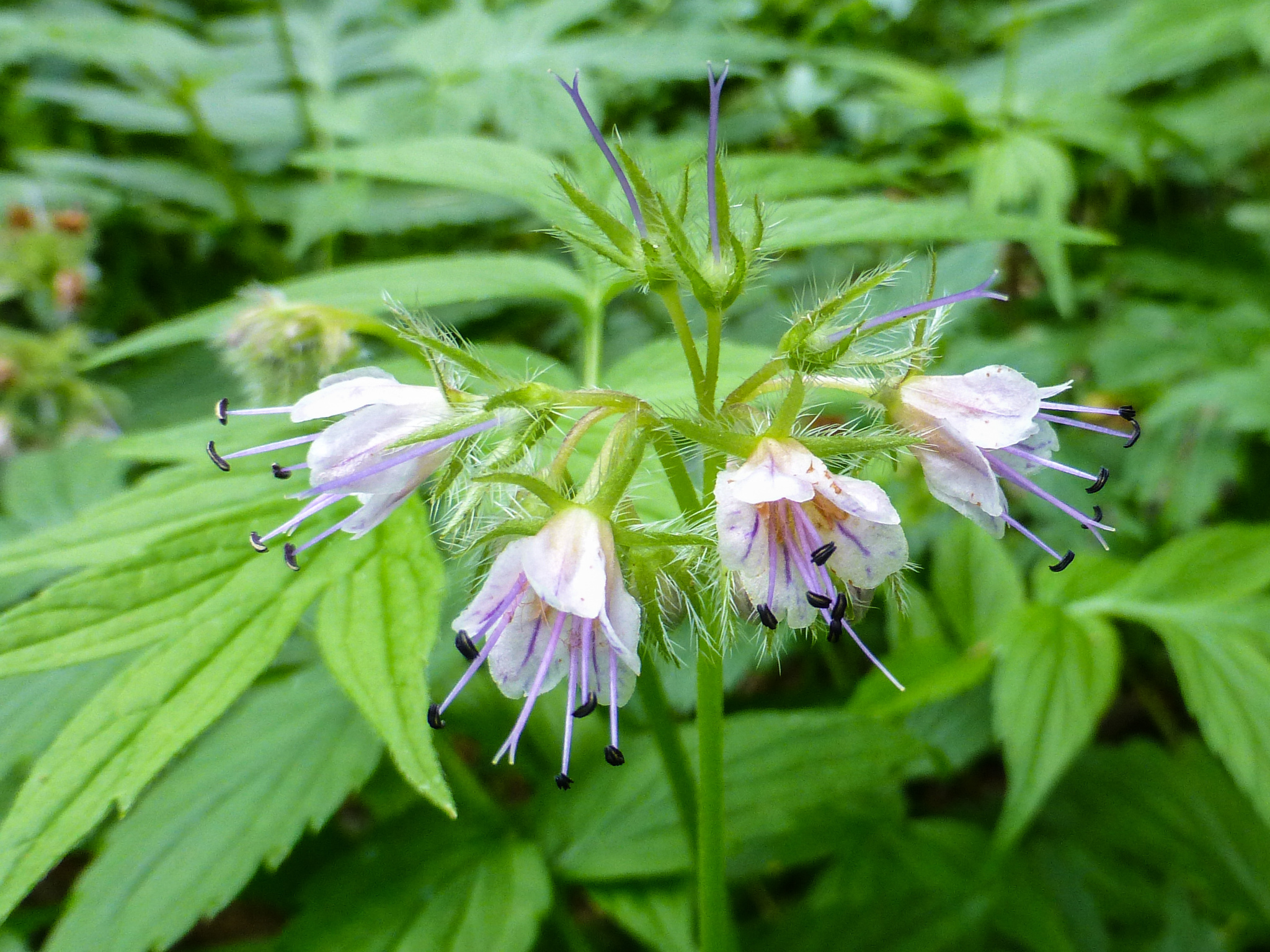 Hydrophyllum fendleri var. fendleri