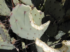 Opuntia azurea discolor