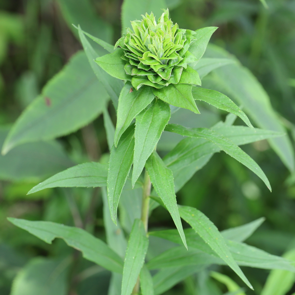 vascular plants from Centerville, OH, USA on July 10, 2023 at 12:12 PM ...