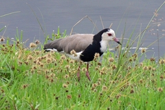 Vanellus crassirostris