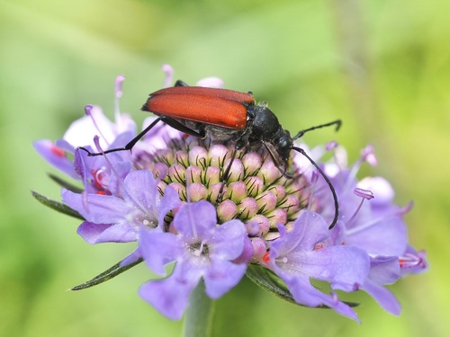 Blood-red longhorn beetle photo 3