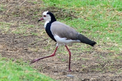 Vanellus crassirostris