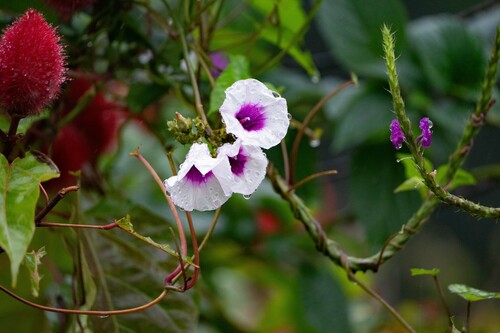 Ipomoea batatas image
