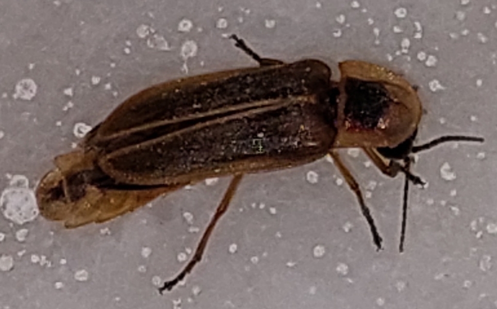 Lampyrini from Samos 831 00, Greece on July 10, 2023 by HellShade