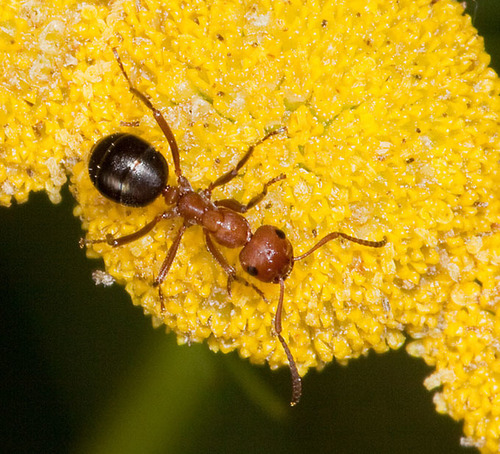 达科他山蚁Formica dakotensis
