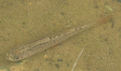 Salvelinus fontinalis image
