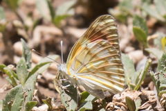 Colotis celimene pholoe