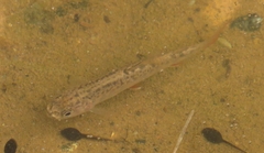 Salvelinus fontinalis image