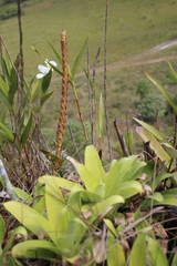 Goudaea chrysostachys, photograph (c) GERMAN LEONEL SARMIENTO CRUZ, some rights reserved (CC BY)