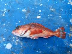 Reddish Scorpionfish photo 1