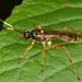 Setanta compta - Photo (c) skitterbug, algunos derechos reservados (CC BY), subido por skitterbug