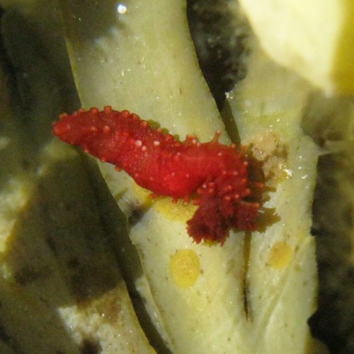 Squamocnus