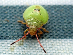 Hawthorn Shield Bug