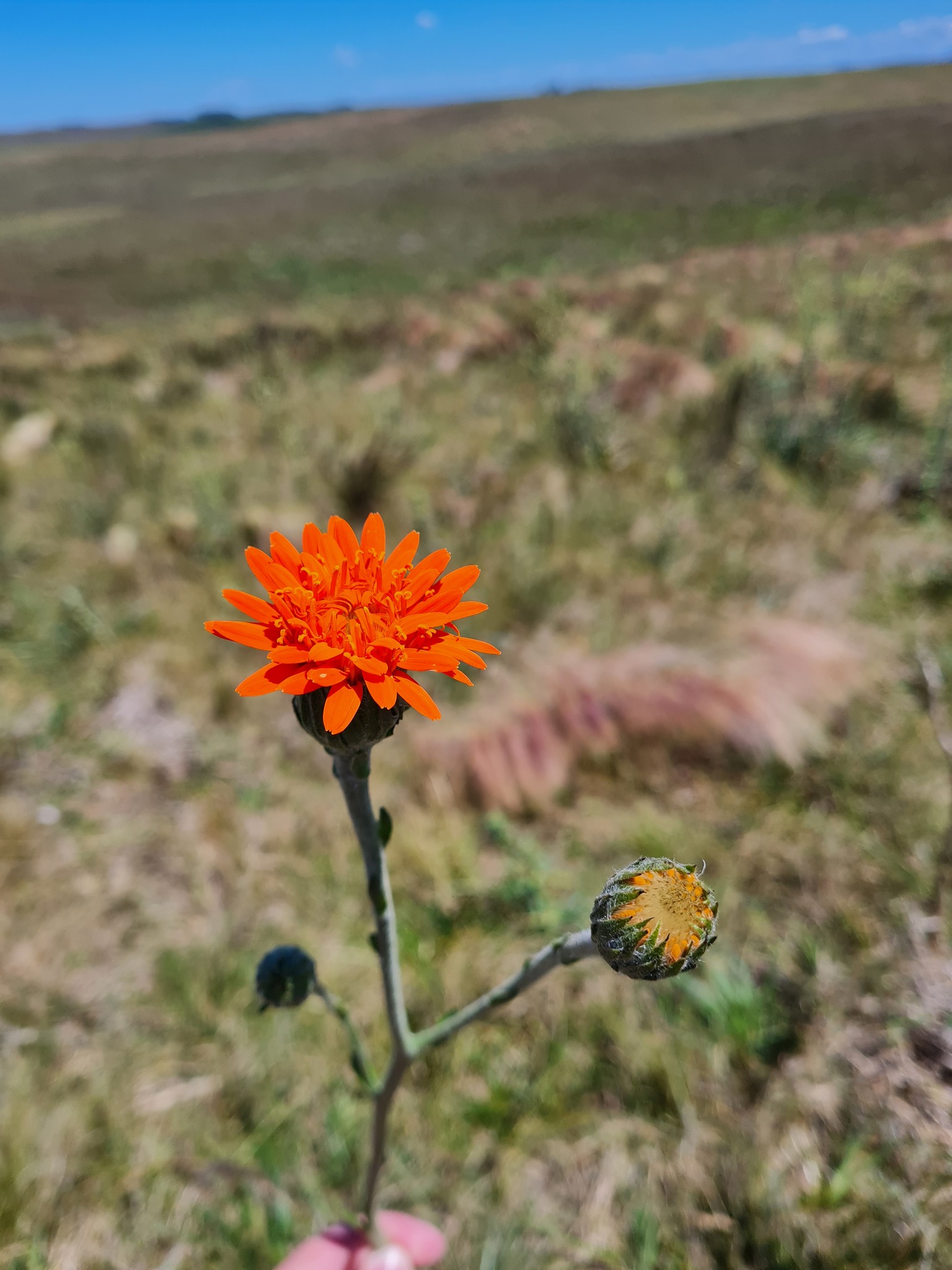 Criscia stricta